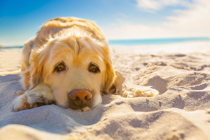 Addressing acute neuromuscular diseases of dogs