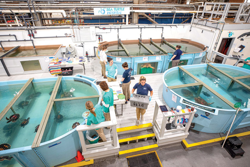 Sea turtle rescue and rehab a national effort