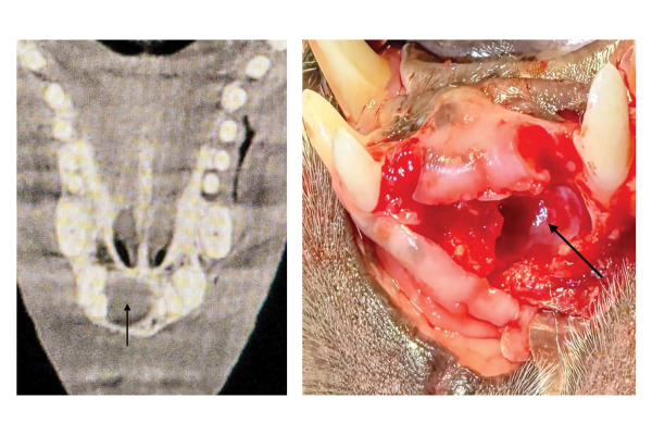 Diagnosing an odontogenic cyst in a dog