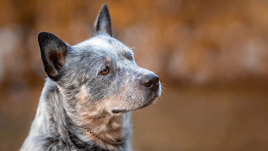 Anxiety-related claims in U.S. pets rise by 93 percent, data shows