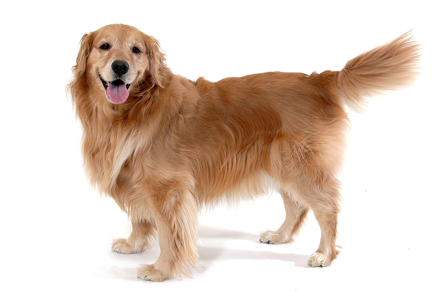 Breed-specific obesity risks tied to canine sterilization found in new study