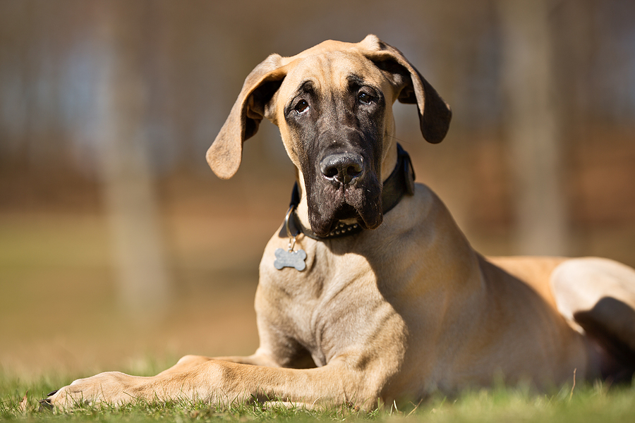 Chemo-immunotherapy improves response, survival rate in canine cancer patients, study shows