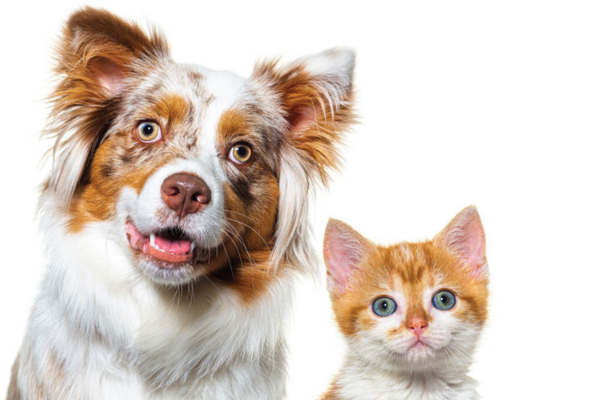 Pets, vets, and One Health