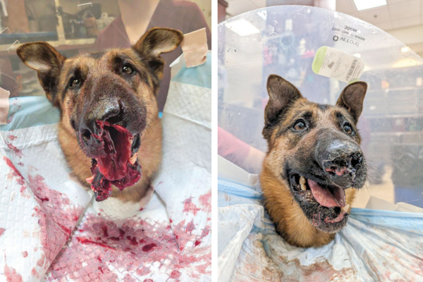 Performing a facial/jaw reconstruction of a canine patient