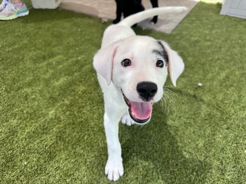 USDA approves parvo preventative for puppies