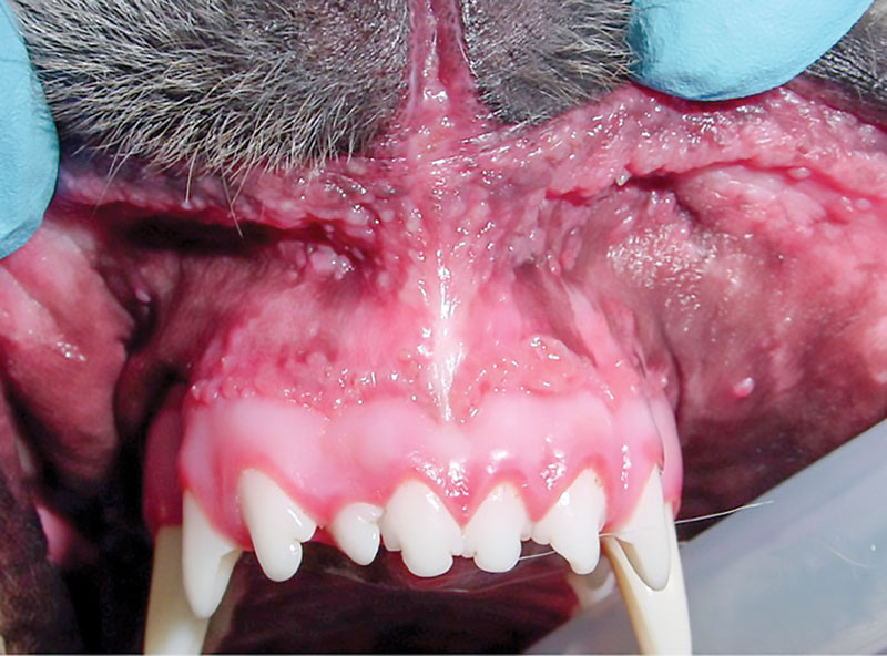 Have you seen a case of 'cockleburitis'?