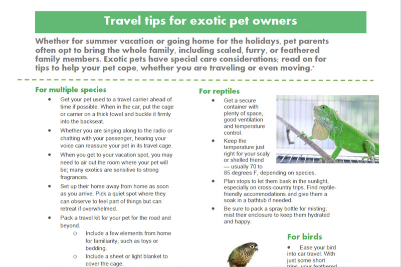 Traveling with exotic pets tips infographic