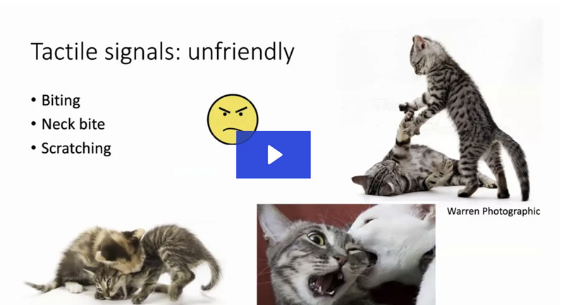 What Do Cats Want? Tweaking Technique and Environment Can Make Everybody Purr