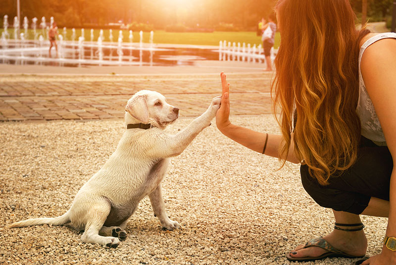 The role of vets in animal-assisted interventions