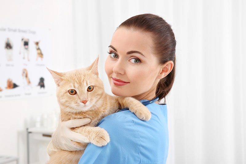 Breaking down barriers to the feline veterinary care crisis
