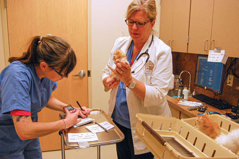 Vets' role in animal cruelty cases