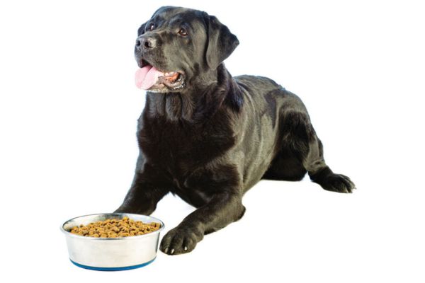 Taking a bite out of pet obesity