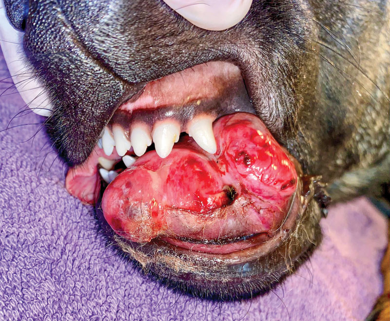 The curious case of a lower jaw regrowth