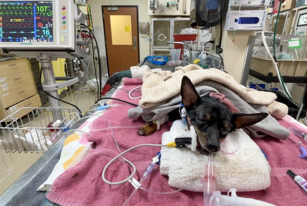 Mechanical ventilation key in saving Chihuahua after toxic exposure