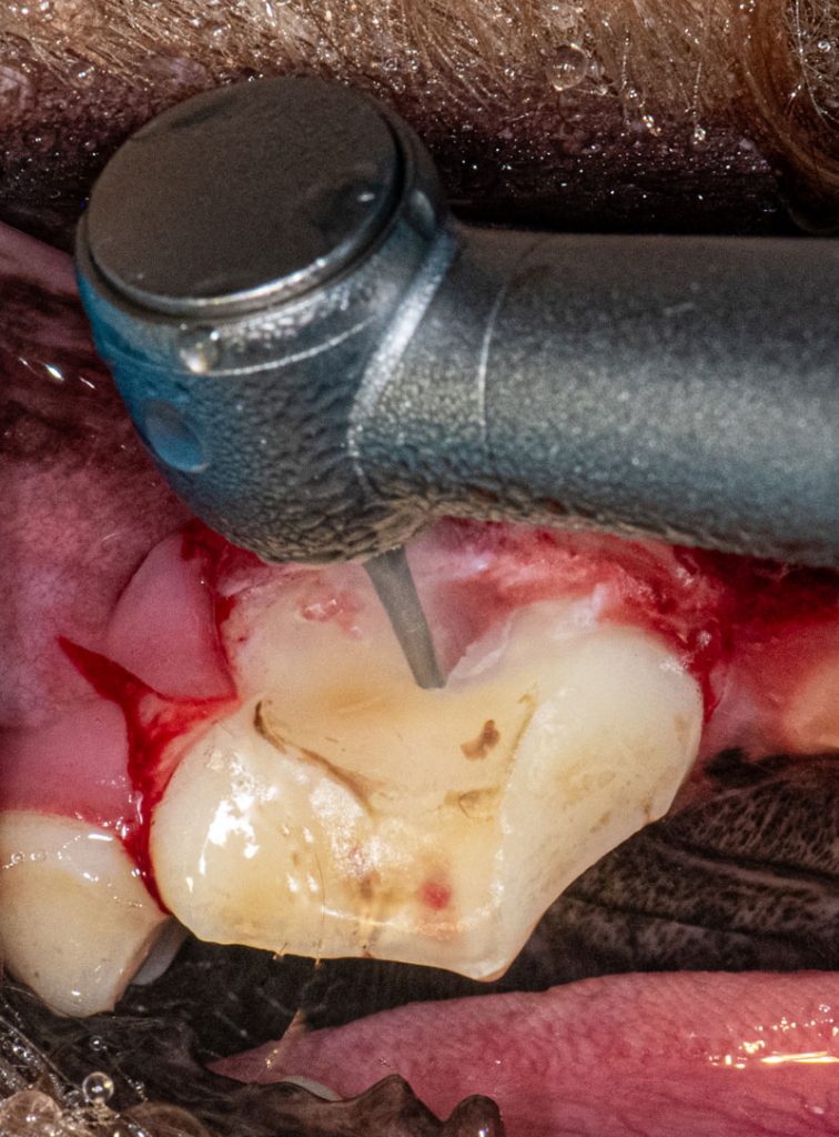 Start sectioning at the furcation progressing coronally