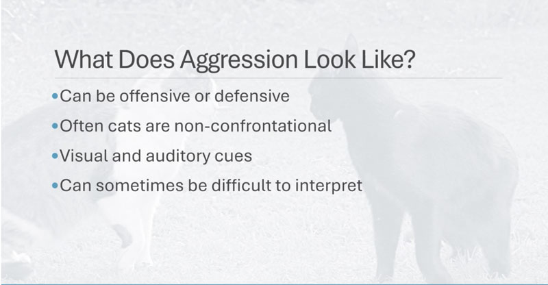 The Behavior Behind the Bite: Medical and Behavioral Insights into Feline Aggression
