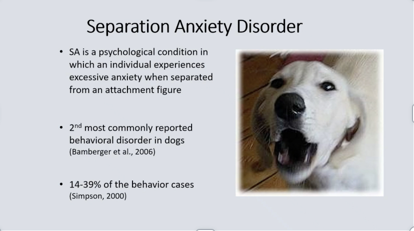 Understanding and Managing Canine Separation Anxiety: From Diagnosis to Treatment
