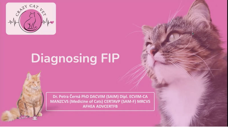 Diagnosis and New treatment Options for Cats with FIP