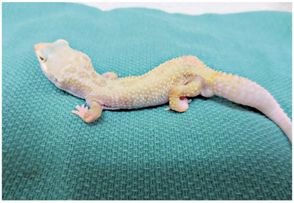 Nutritional review of zoological companion animals