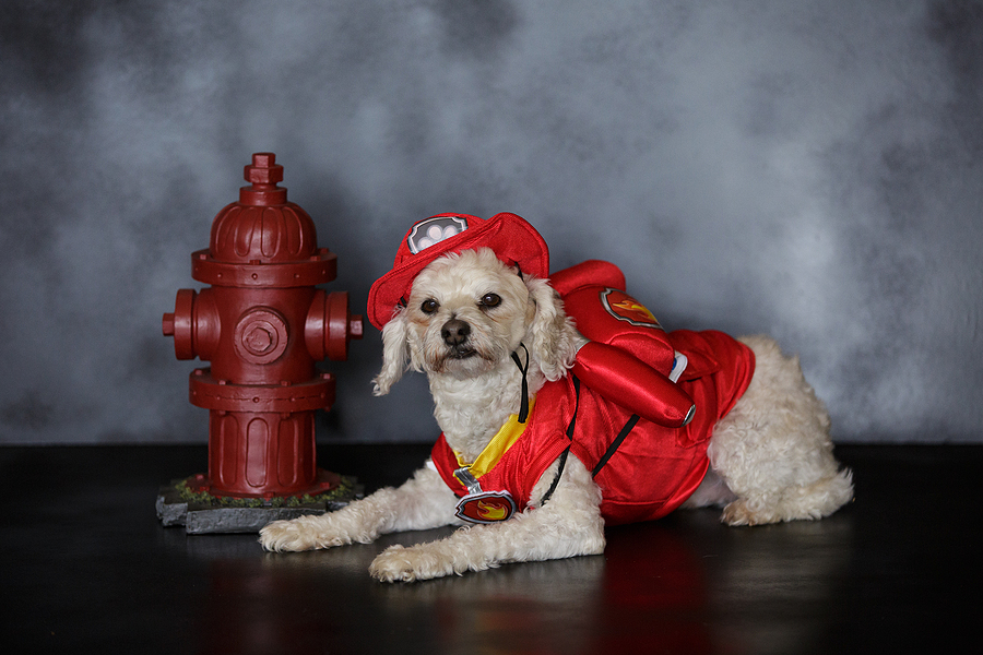 Fire safety isn't optional in veterinary practice