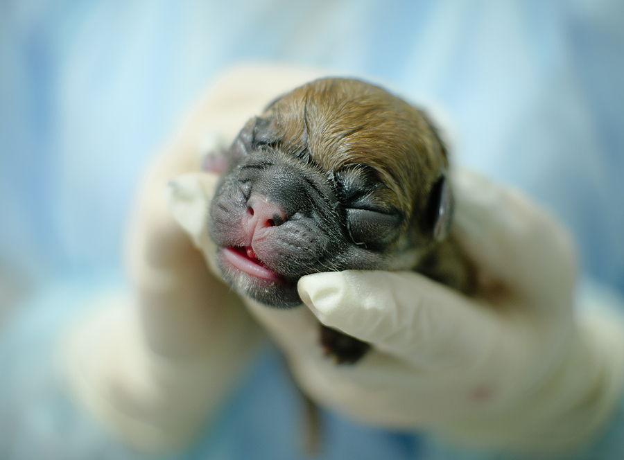 New guidelines bridge 'critical' gap in veterinary neonatal care