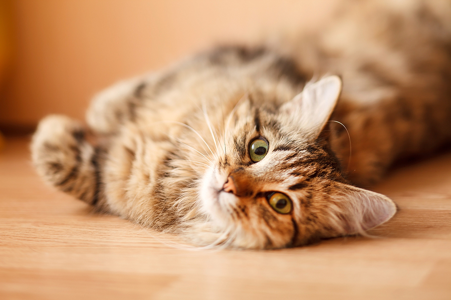 FDA approves first generic drug for feline hyperthyroidism
