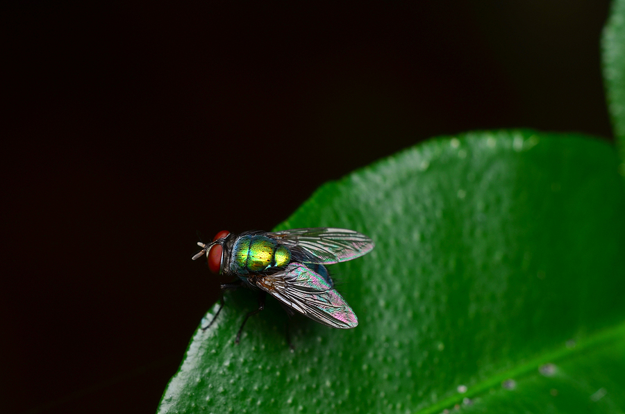USDA expands efforts to combat deadly New World Screwworm