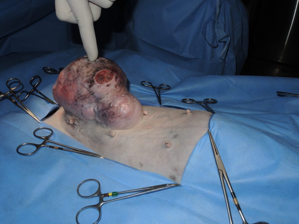 A review of mammary tumors: Workup, treatment, and prognosis