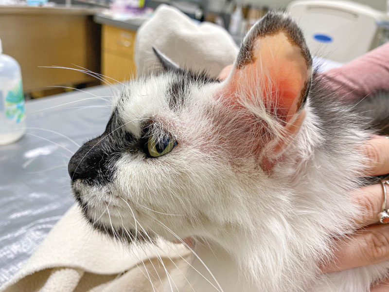 Treating and managing feline skin allergies
