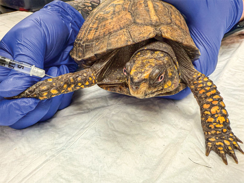 A look at what's new in reptile analgesia