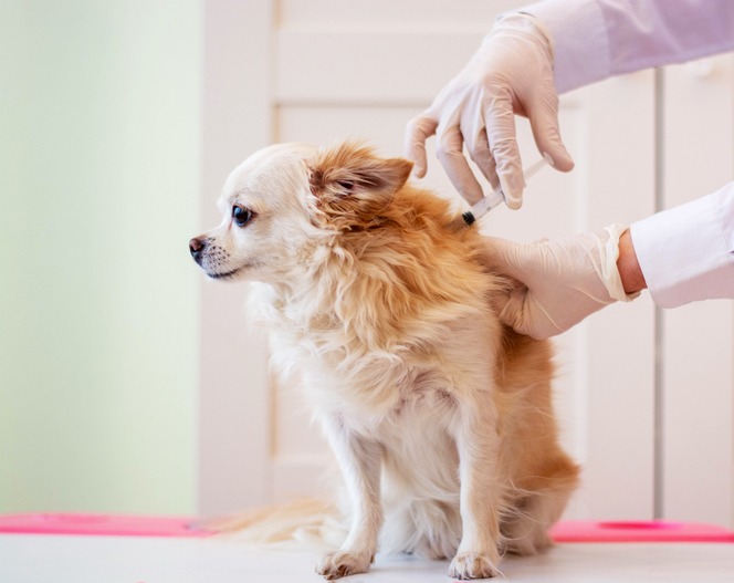 The need-to-know latest on canine leptospirosis vaccinations