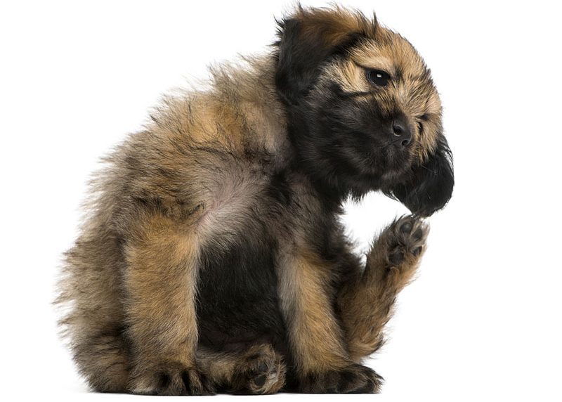 Beyond Itchy Pet Awareness Month: turning awareness into action