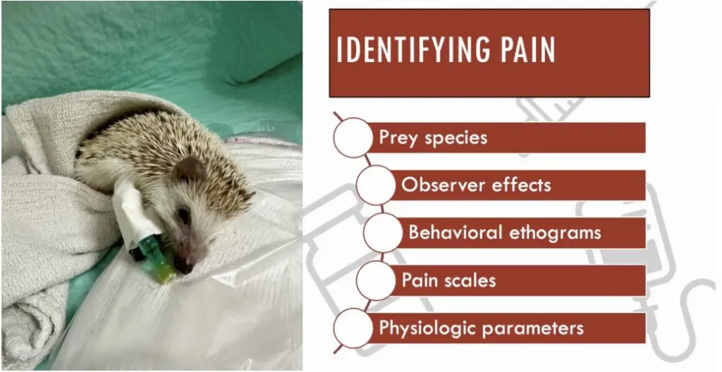 Analgesia in Small Mammals: Case Studies for Pain Management
