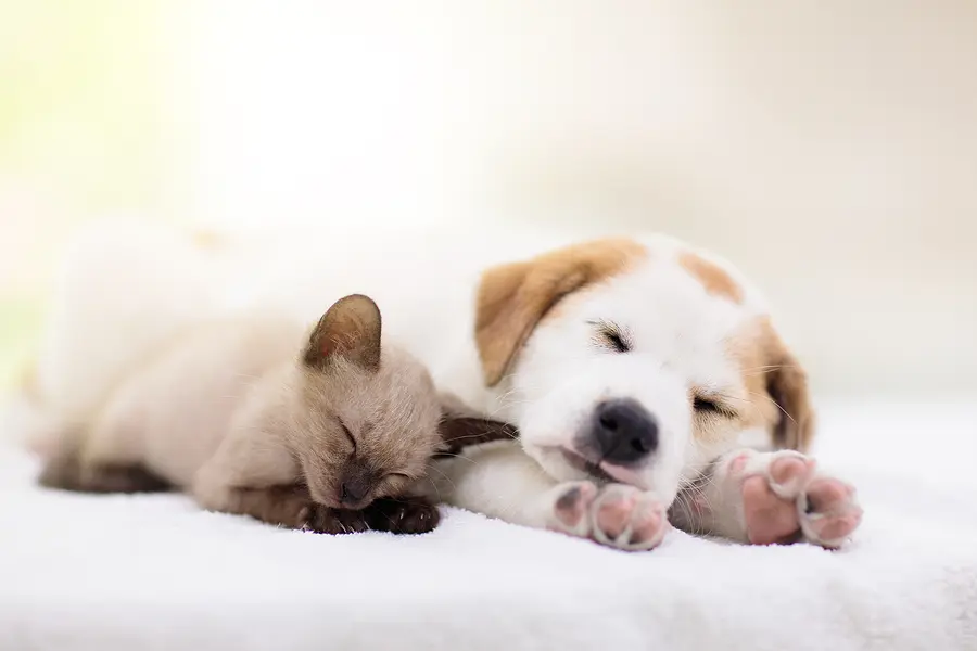 From play to collapse: recognizing narcolepsy in dogs