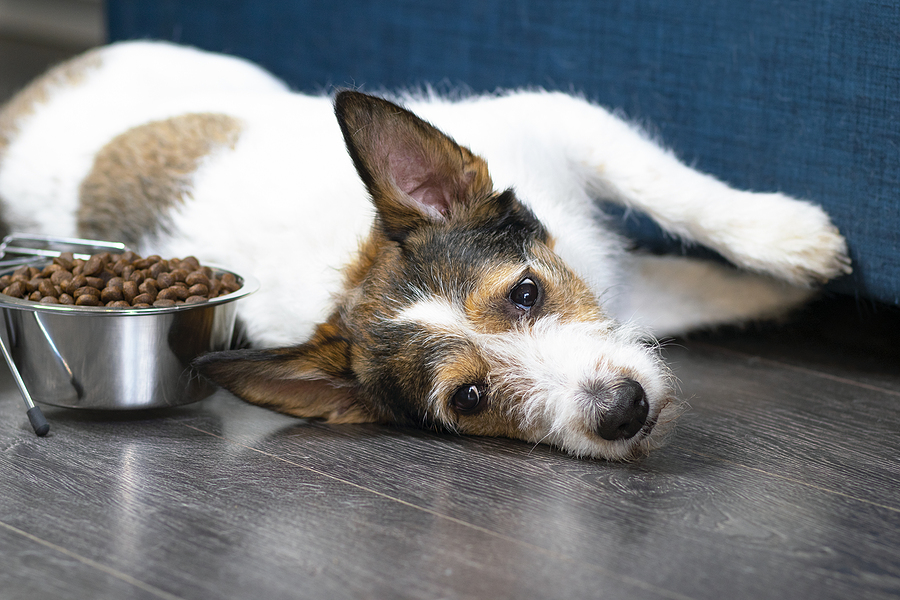 Geroscience, senior pet nutrition focus of upcoming global symposium