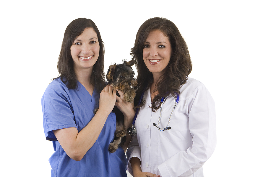 New AAHA guidelines emphasize care through a One Health lens