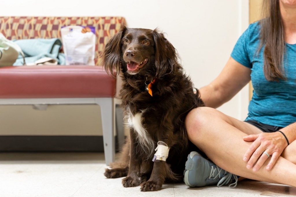 Vet team saves dog from pentobarbital poisoning
