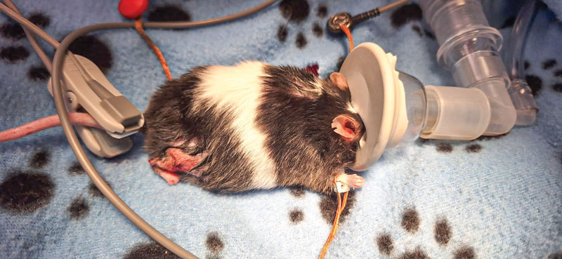 Wired for wildlife: A vet tech's take on how technology transforms exotic pet care