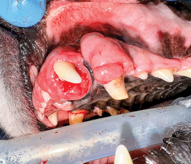 Samoyed's ameloblastoma represents a diagnostic challenge