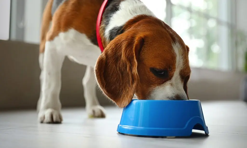 Give your patients FAST diarrhea relief