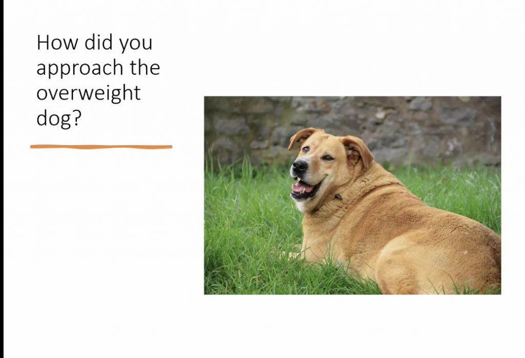 Obesity in Pets: A Practical Approach to Weight Management