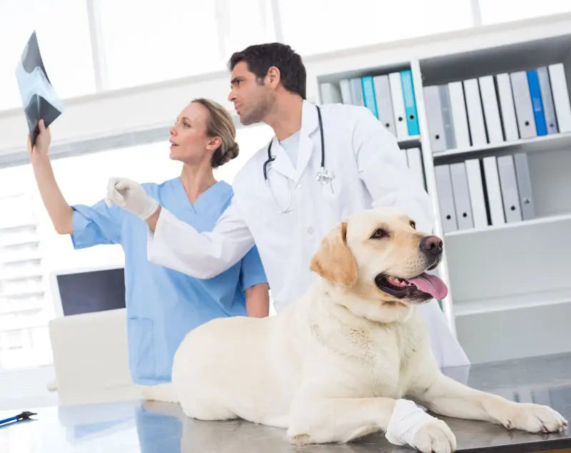 Diagnosis is key to treating canine osteoarthritis
