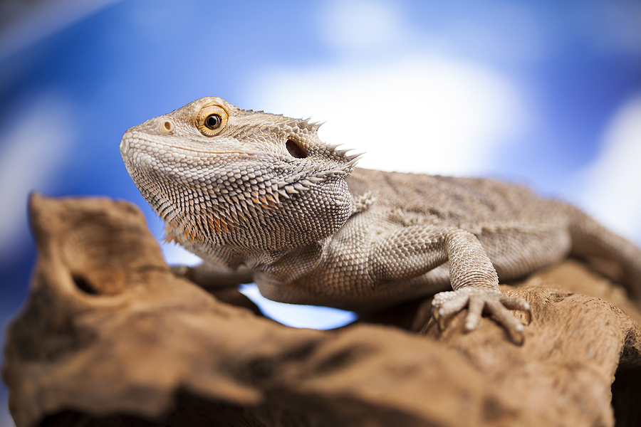 Reptile basics 101: Tips and veterinary insights