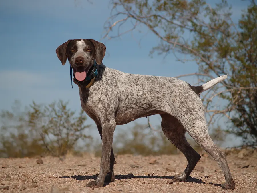 FDA authorizes emergency use of drug to treat New World Screwworm in dogs