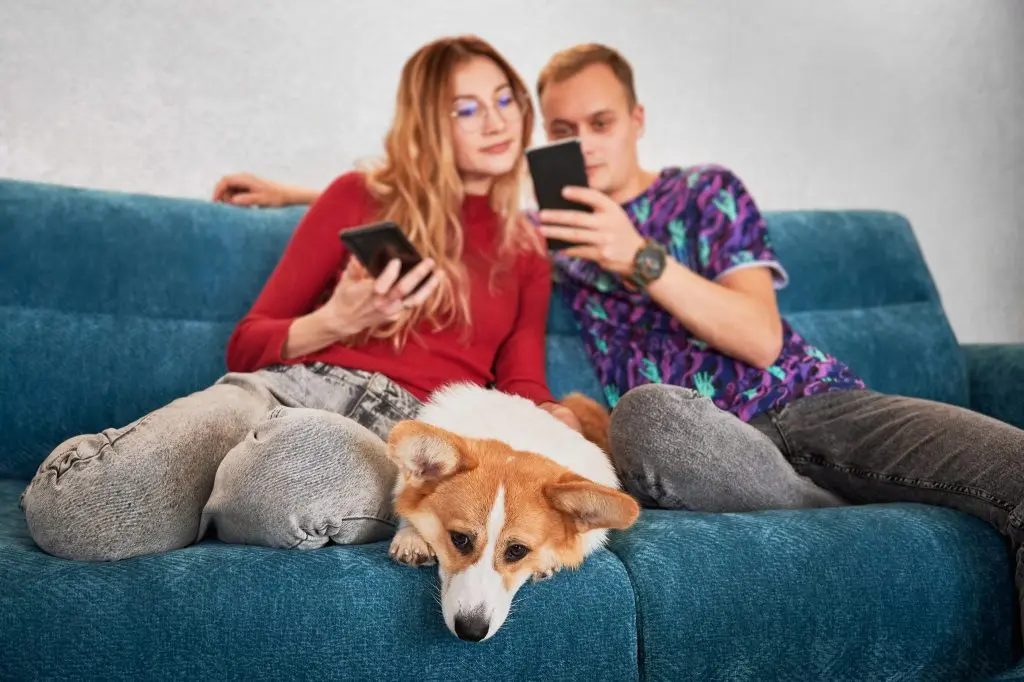 Tech solutions strengthen human-animal bond, study shows