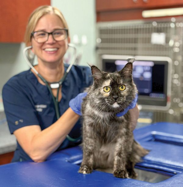 Cats get a paw up on heart disease