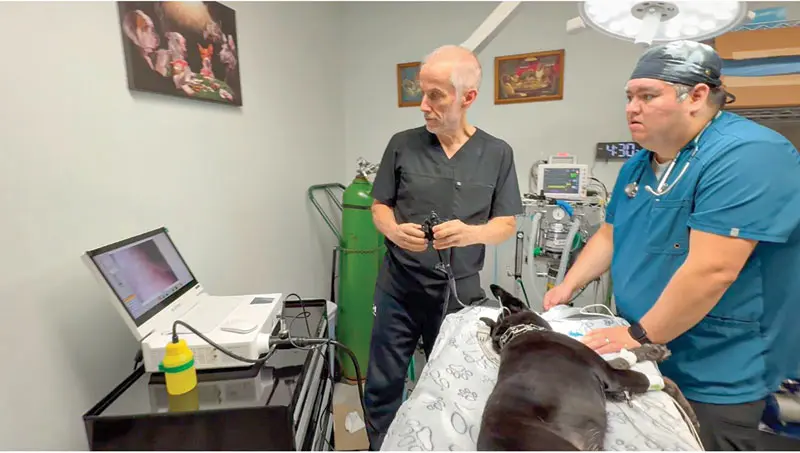Performing an endoscopy in the BOAS patient