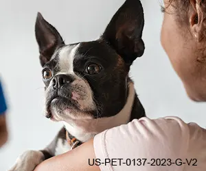 Slow Down MMVD in Dogs