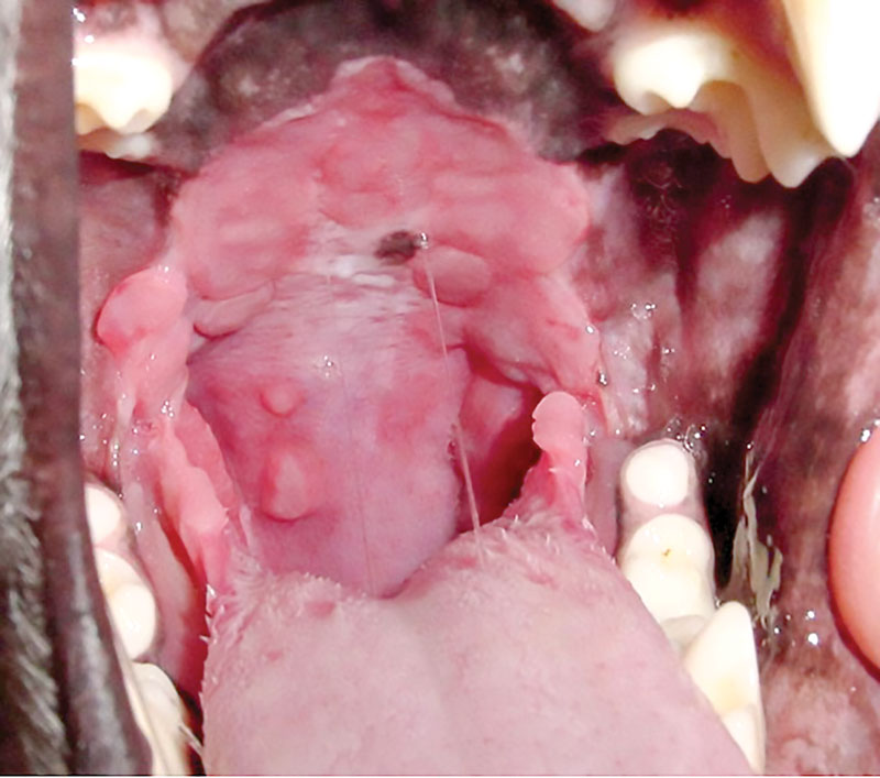 What's all the chatter about? A primer on jaw-opening reflex in canine and feline patients
