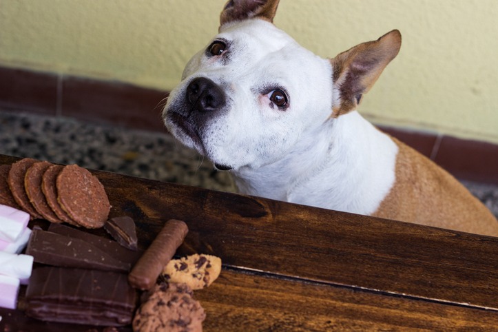 Chocolate toxicity in pets spikes during the holidays, claims show